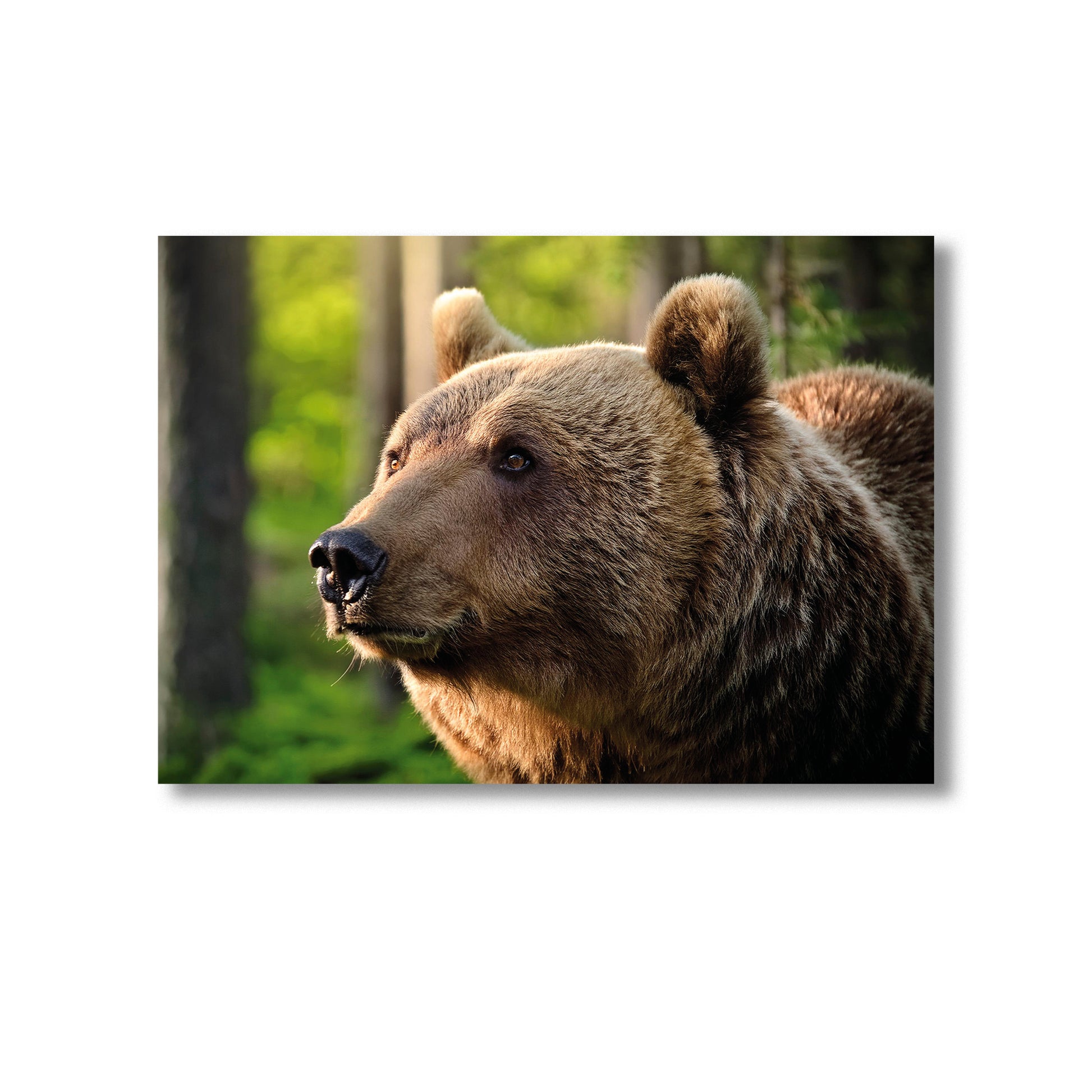 Wildlife Bear in the Woods Wall Art Print Home decor Poster, Product