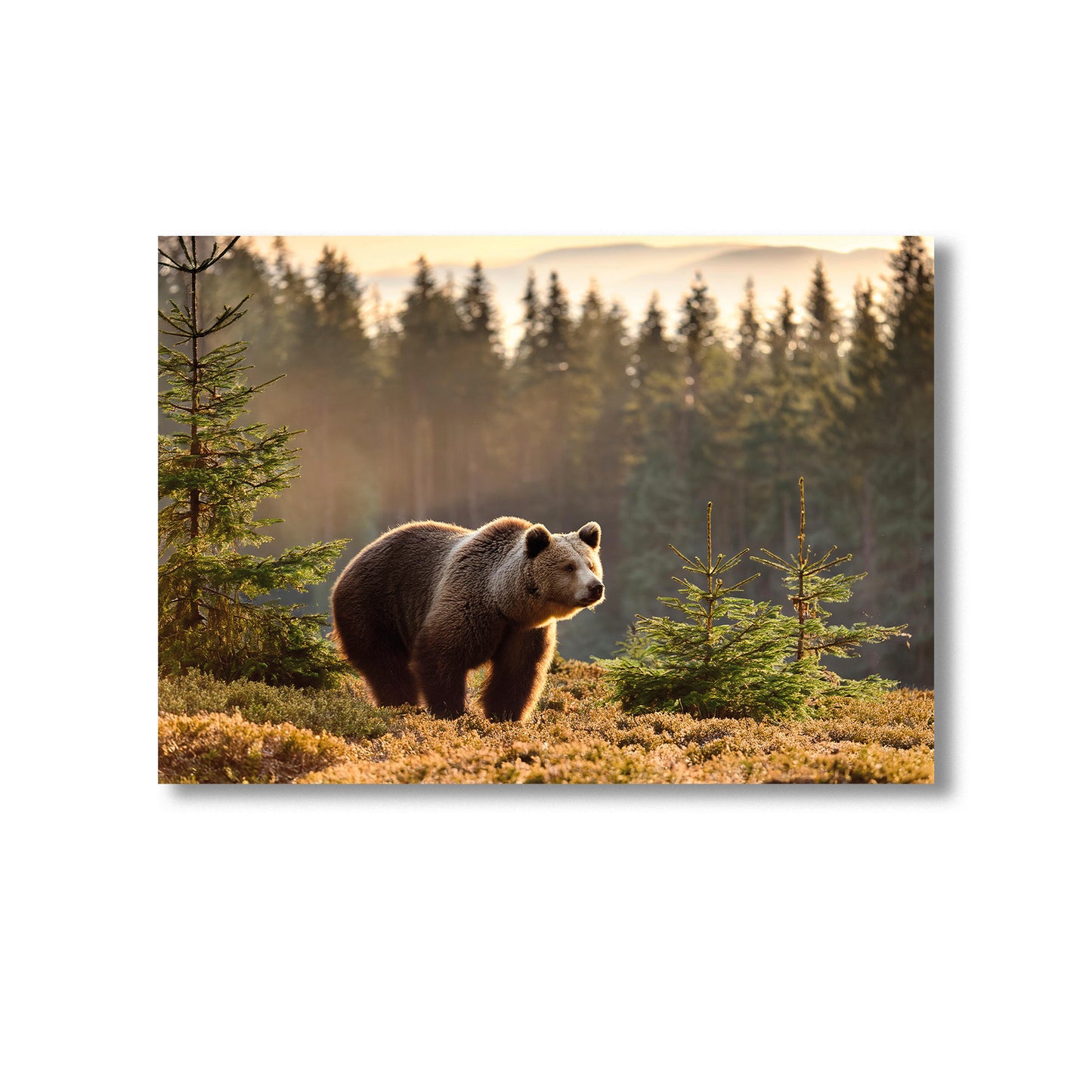 Wildlife Bear in the Woods Wall Art Print Home decor Poster, Product