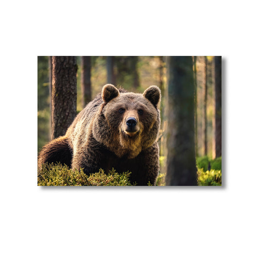 Wildlife Bear in the Woods Wall Art Print Home decor Poster, Product