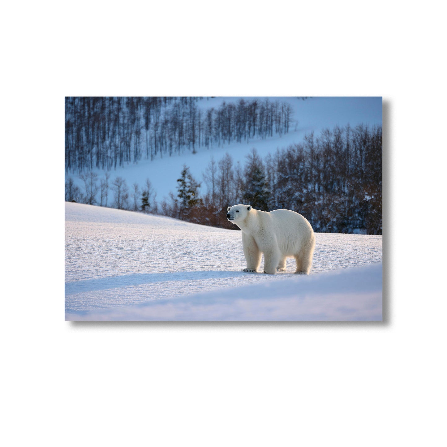 Wildlife Polar Bear Wall Art Print Home decor Poster, Product