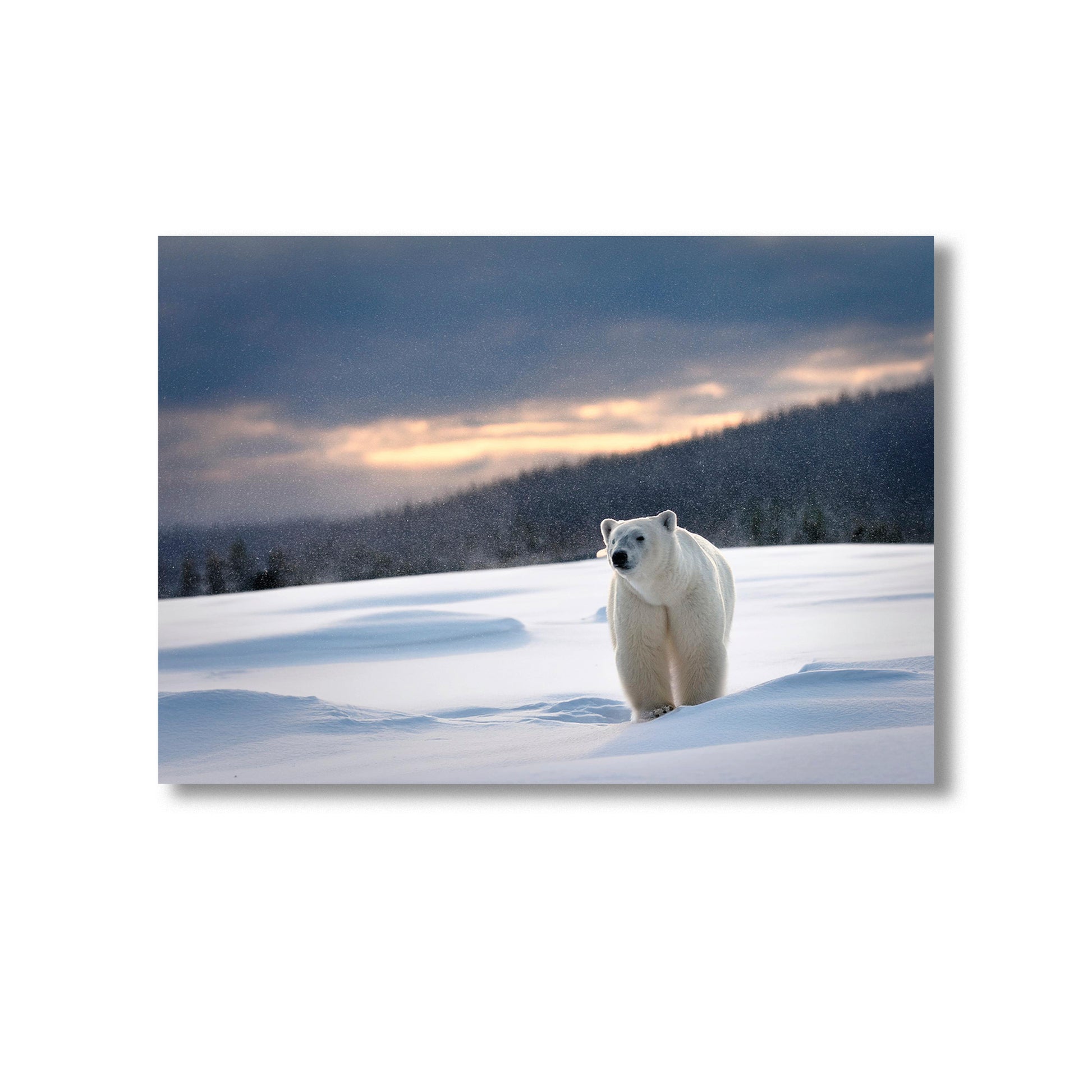 Wildlife Polar Bear Wall Art Print Home decor Poster, Product