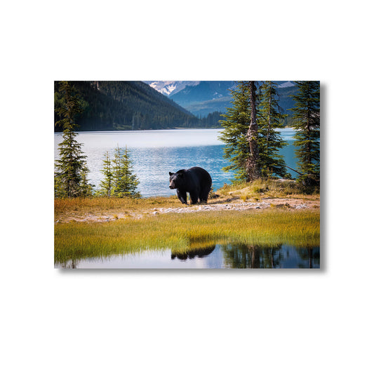 Wildlife Black Bear in the Forest Wall Art Print Home decor Poster, Product