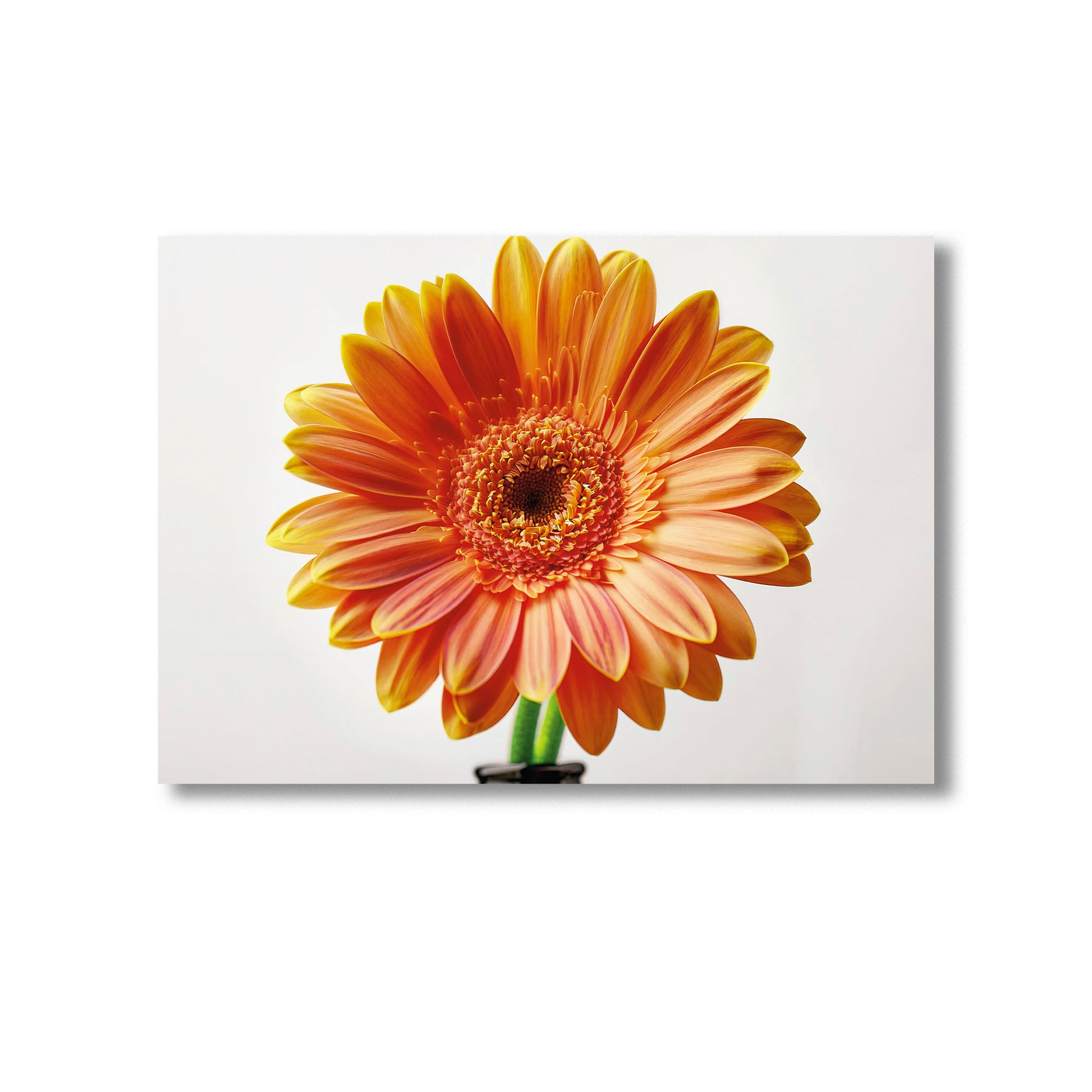 Gerbera Daisy Art