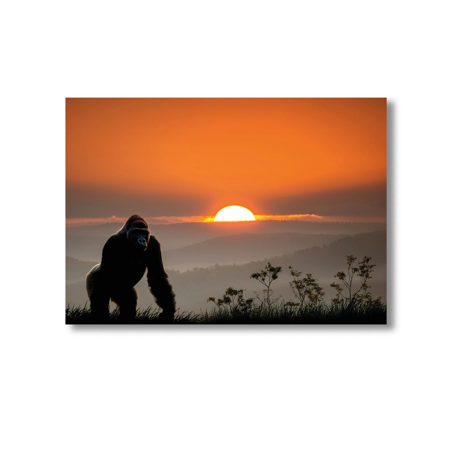 Wildlife Gorilla at Sunset Wall Art Print Home decor Poster, Product