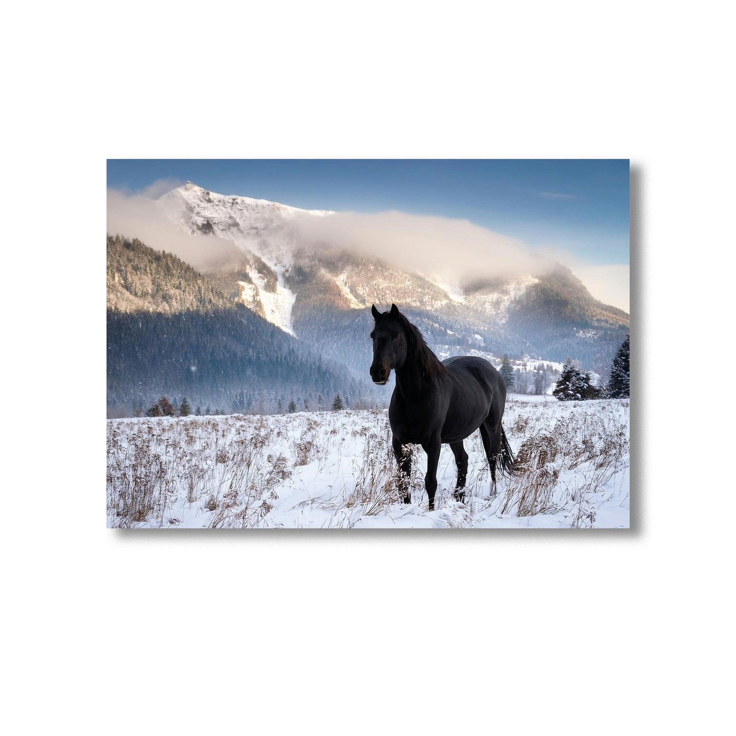 Wildlife Horse in the Snow Wall Art Print Home decor Poster, Product