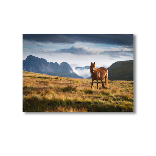 Wildlife Horse Wall Art Print Home decor Poster, Product