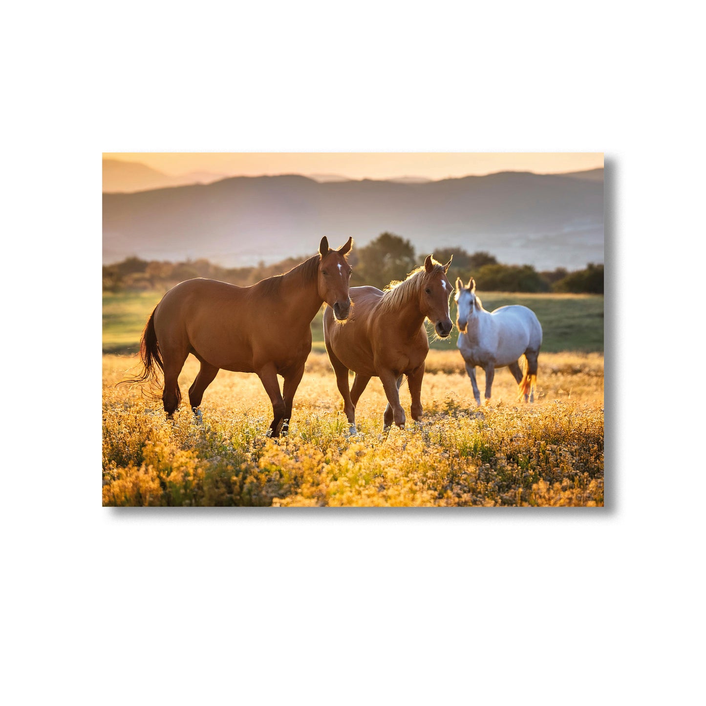 Wildlife Horse Wall Art Print Home decor Poster, Product