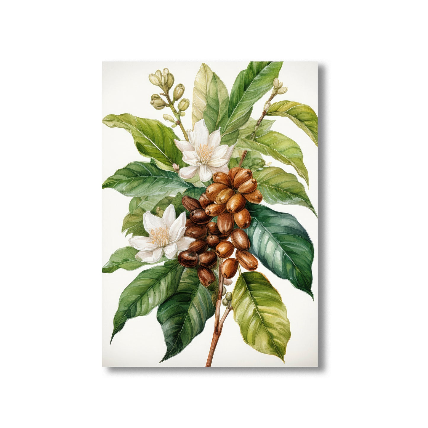 Vintage botanical coffee plant printable wall art for kitchen decor